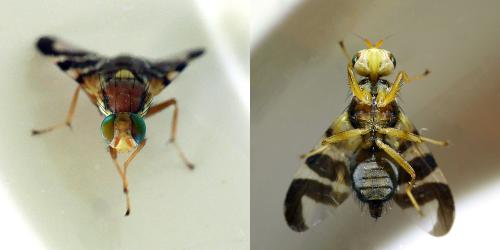 Rhagoletis sp.